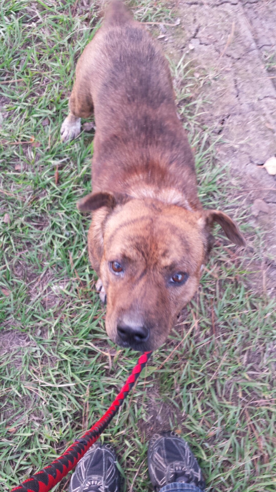 Look at this adorable idiot. He has no idea what's about to happen to him. Moron. :)