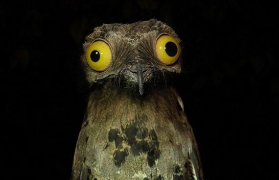 05-potoo_bird
