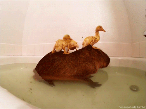 tumblr_nmv4ffrcw11s9rrcgo1_500