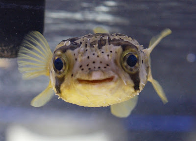 porcupinepufferfish