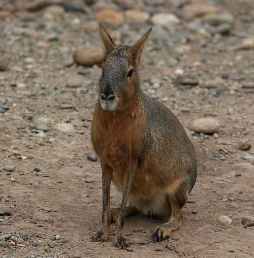 500px-dolichotis_patagonum_-temaiken_zoo-8b-1c