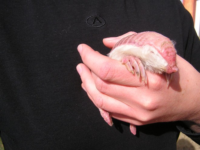 pink-fairy-armadillo_msuperina