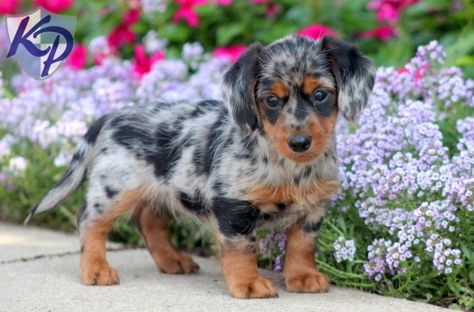 ead5e6b90b64c6b98331d3d157d71486-mini-puppies-puppies-for-sale