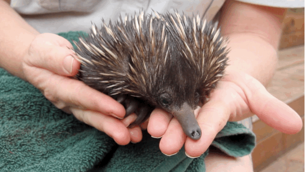 anigif_enhanced-31996-1429191138-4