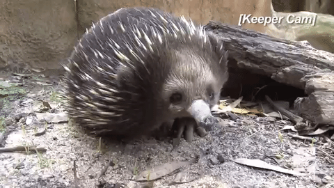 echidna gif.gif