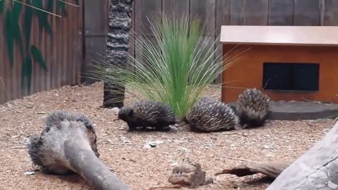 f2b30c4a5b9769cf95cf01cbd200084c