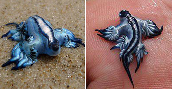 blue-dragon-sea-slug-fb